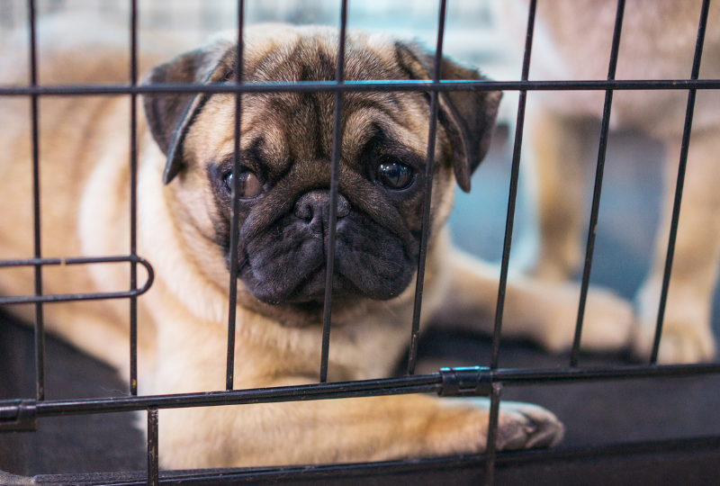 dog  in crate